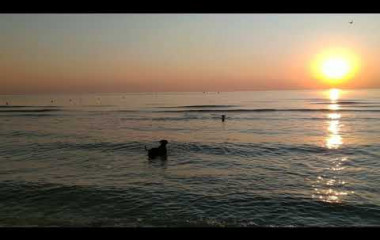 I cani nella spiaggia di Rimini